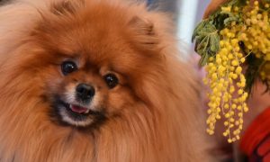 FelineFun Interactive Laser Toy