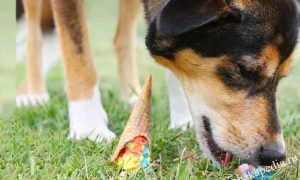 PurrCozy Heated Cat Blanket
