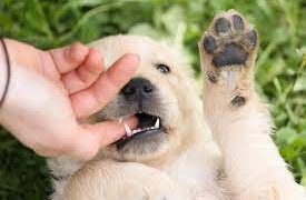 VetBright Ear Cleaning Solution