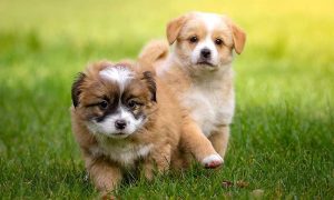 CanineSafe Travel Backpack