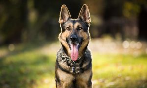 AquaPure Tap Water Detoxifier